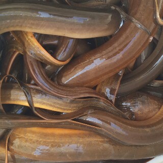 Belut